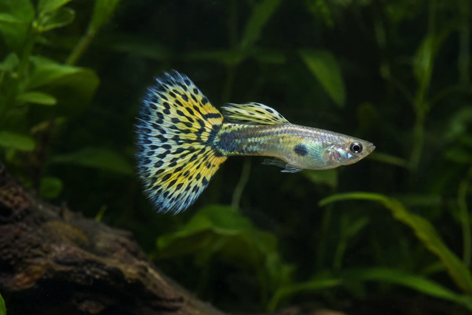 Male guppy with a yellow and black patterned tail