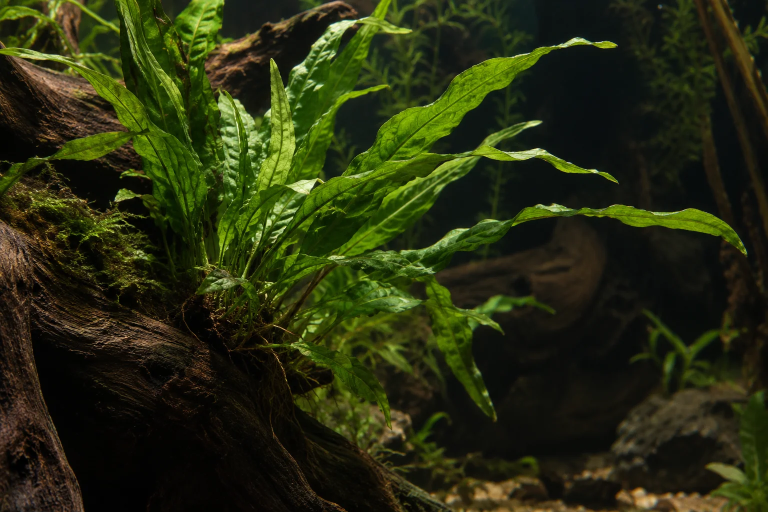 Java fern growing on driftwood
